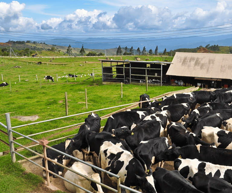 Sabah: Kinabalu Park, Hot Springs, and Cow Farm Day Tour - Kinabalu Park and the cool mountain air