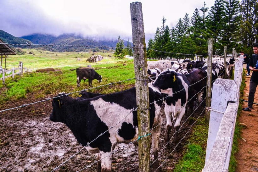 Sabah: Kinabalu Park, Poring Hot Springs & Desa Farm Tour - The 7:00 AM pickup from Kota Kinabalu