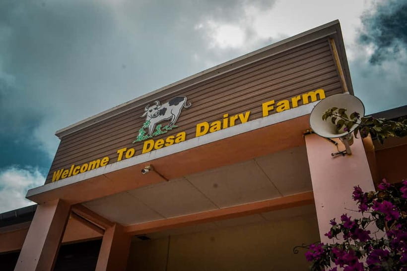 Sabah: Kinabalu Park, Poring Hot Springs & Desa Farm Tour - The return drive and what the timing means