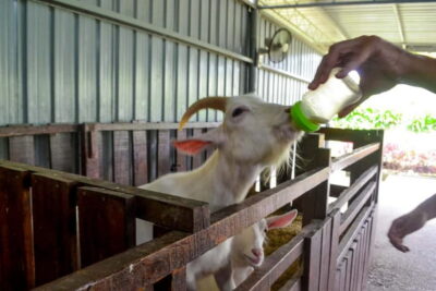 Kinabalu Park, Poring Hot Springs & Desa Farm Tour