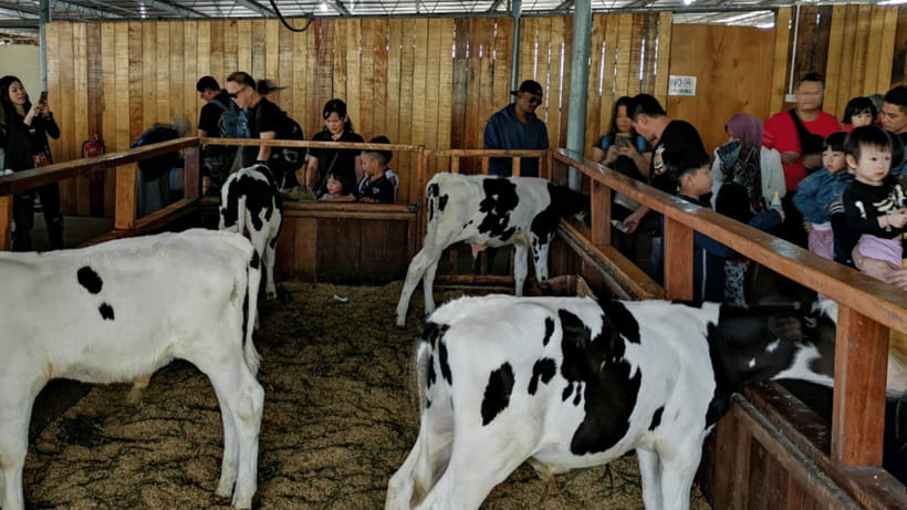 Sabah: Kundasang Nature Day Tour - Who will enjoy this Kundasang day tour?