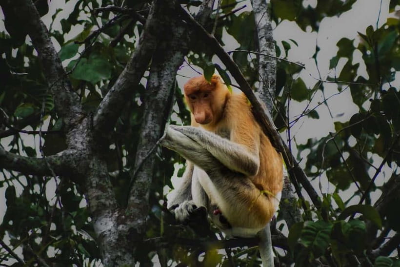 Sabah: Mangrove Fireflies, and Sky Mirror Dream Beach Tour - From Kota Kinabalu to Bongawan in 70 minutes