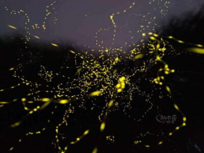 Mangrove Fireflies, and Sky Mirror Dream Beach Tour