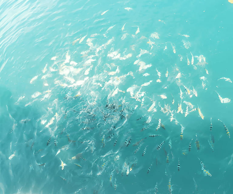 Sabah: Manukan and Sapi Islands Excursion Ticket - Sapi Island from 1:30 to 3:30