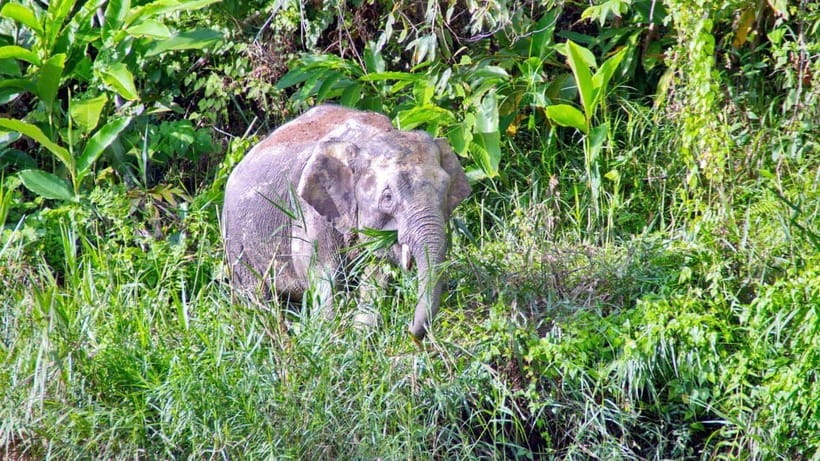 Sandakan: 2 Days 1 Night Bilit, Kinabatangan River Wildlife - Key details before you book
