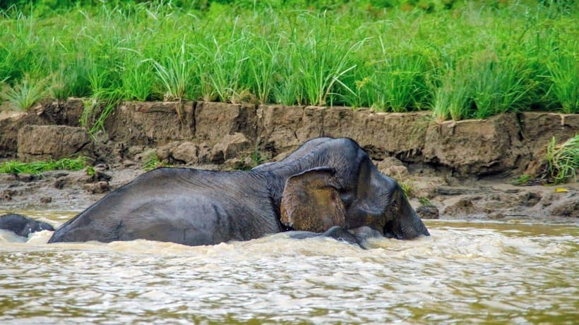 Sandakan: 2 Days 1 Night Bilit, Kinabatangan River Wildlife - Why the Kinabatangan River is the main event