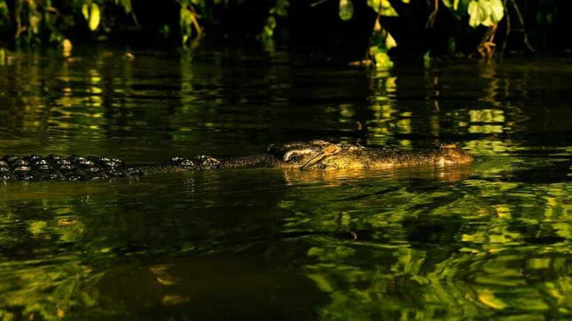 Sandakan: 2 Days 1 Night Bilit, Kinabatangan River Wildlife - Lunch, tea, and lodge meals