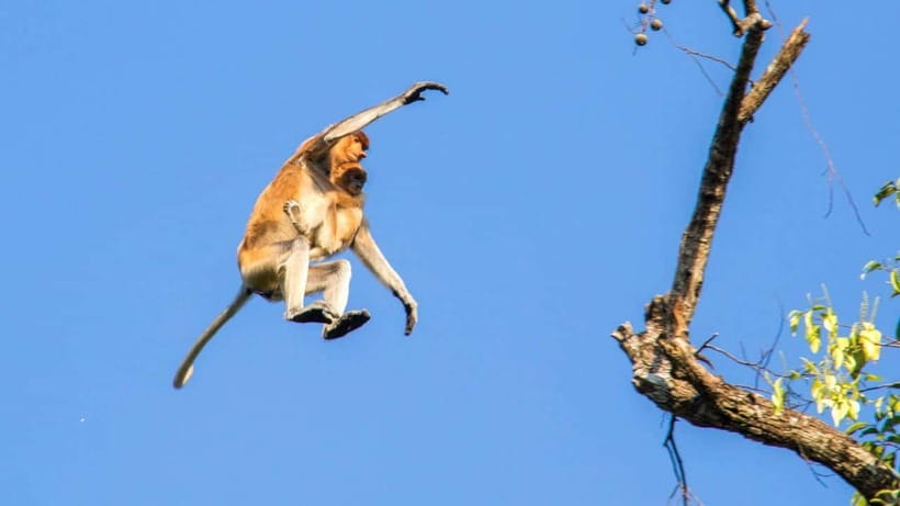 Sandakan: 2 Days 1 Night Bilit, Kinabatangan River Wildlife - Night activity and the quiet hour