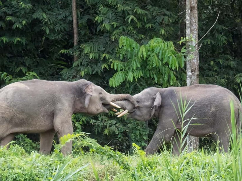 Sandakan: 3D2N The Wild Heart of Borneo River Secrets - The long road from Sandakan to the Kinabatangan