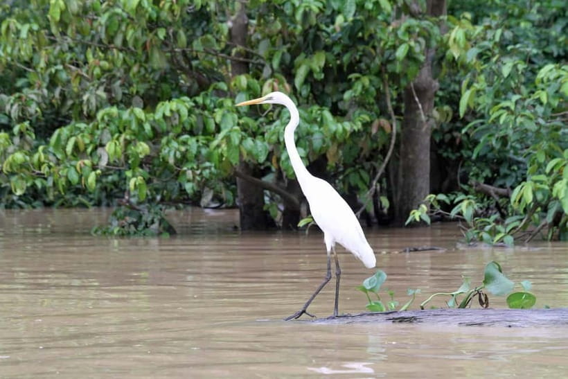 Sandakan: 3D2N The Wild Heart of Borneo River Secrets - The dawn cruise and Borneo’s birdlife