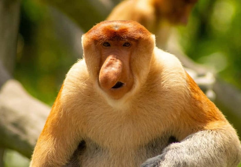 Sandakan: 3D2N The Wild Heart of Borneo River Secrets - Trading the boat for a jungle walk