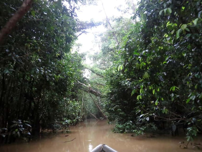 Sandakan: 3D2N The Wild Heart of Borneo River Secrets - Golden-hour wildlife and the chance of an orangutan