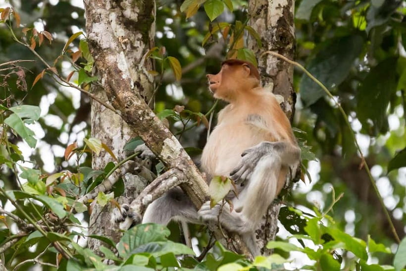 Sandakan: 3D2N The Wild Heart of Borneo River Secrets - Guides, boats, and the small-group advantage