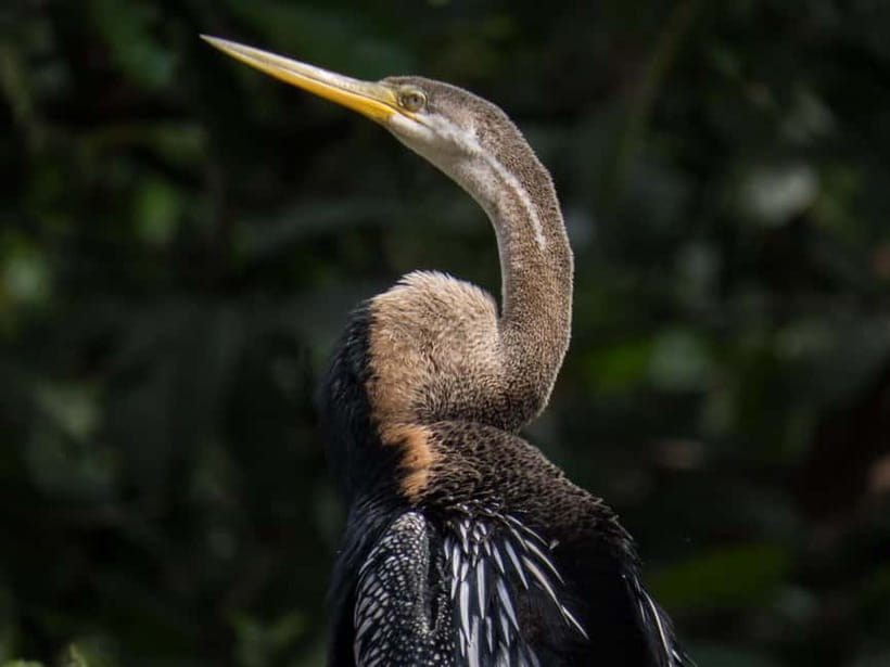 Sandakan: 3D2N The Wild Heart of Borneo River Secrets - Who will enjoy this Kinabatangan trip