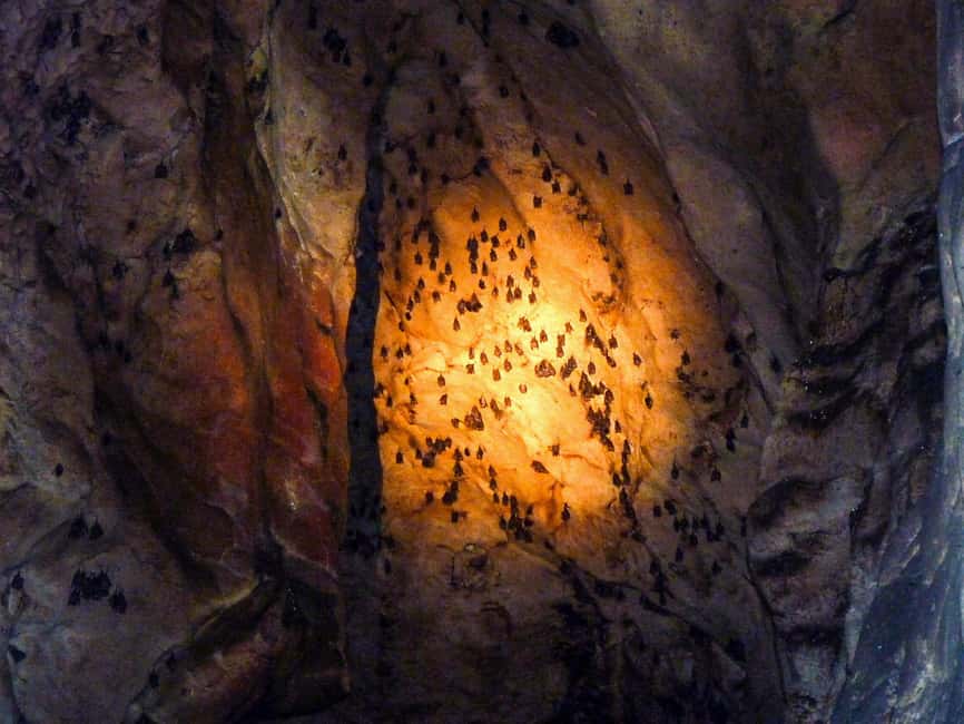 Sandakan: Gomantong Cave Echoes & Kinabatangan River Safari - Should you book this Gomantong and Kinabatangan tour?
