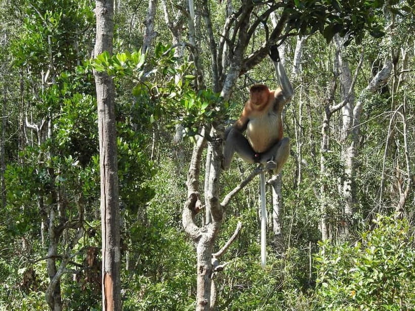 Sandakan: Kinabatangan River Wildlife Cruise with Lunch - Lunch at Sepilok Jungle Resort