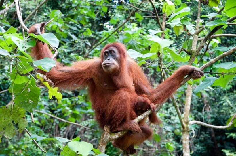 Sandakan: Kinabatangan River Wildlife Cruise with Lunch - What to bring for a better wildlife day