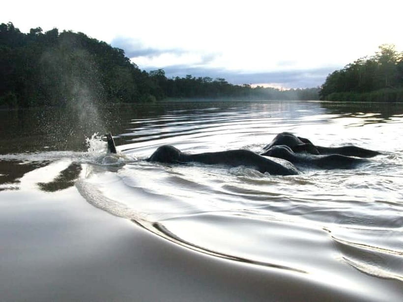 Sandakan: Sukau Rainforest Wildlife Journey & Dawn Cruises - The good and the less convenient parts