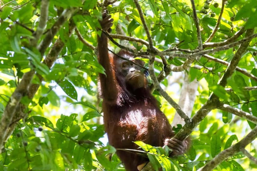 Sandakan: Sukau Rainforest Wildlife Journey & Dawn Cruises - Jungle walking and the three-day option