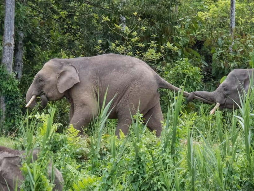 Sandakan: Sukau Rainforest Wildlife Journey & Dawn Cruises - What $107 gets you