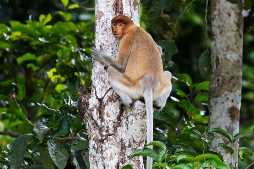 Sandakan: Sukau Rainforest Wildlife Journey & Dawn Cruises - What to pack for a wet rainforest