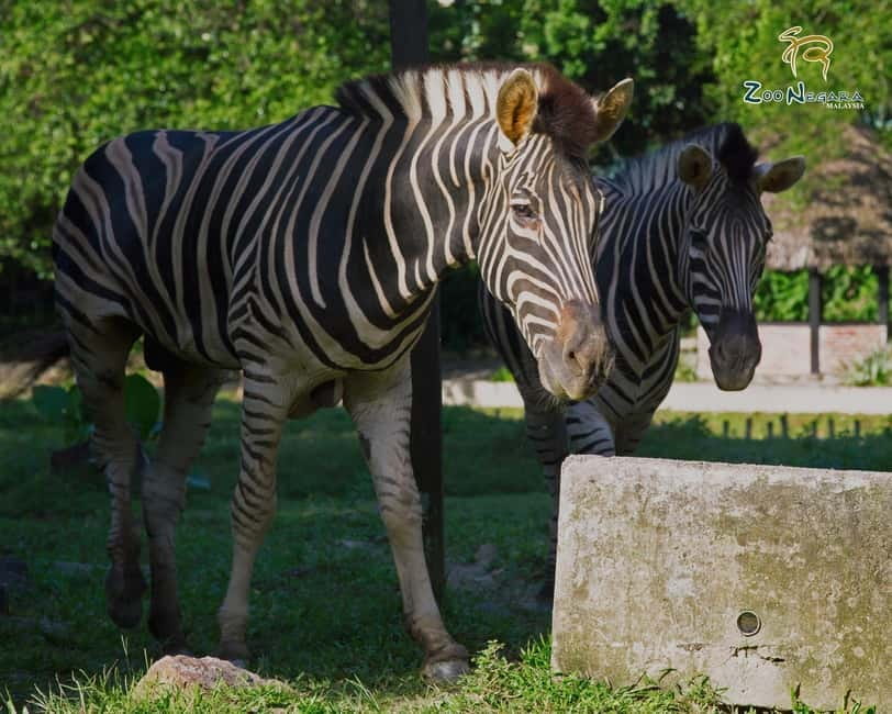 Selangor: Zoo Negara E-Ticket - Who will get the most from this zoo visit