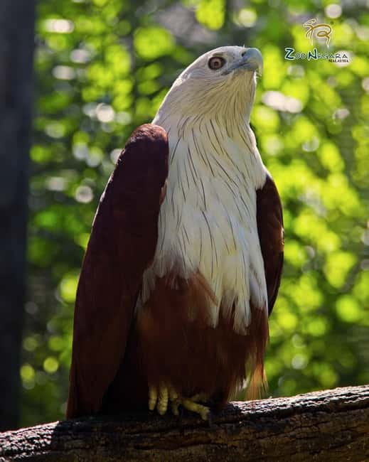 Selangor: Zoo Negara E-Ticket - Explore animals from Malaysia and around the world