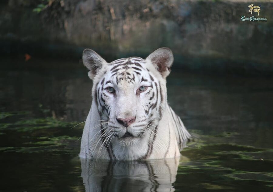 Selangor: Zoo Negara E-Ticket - Use the multi-animal shows to break up the walking