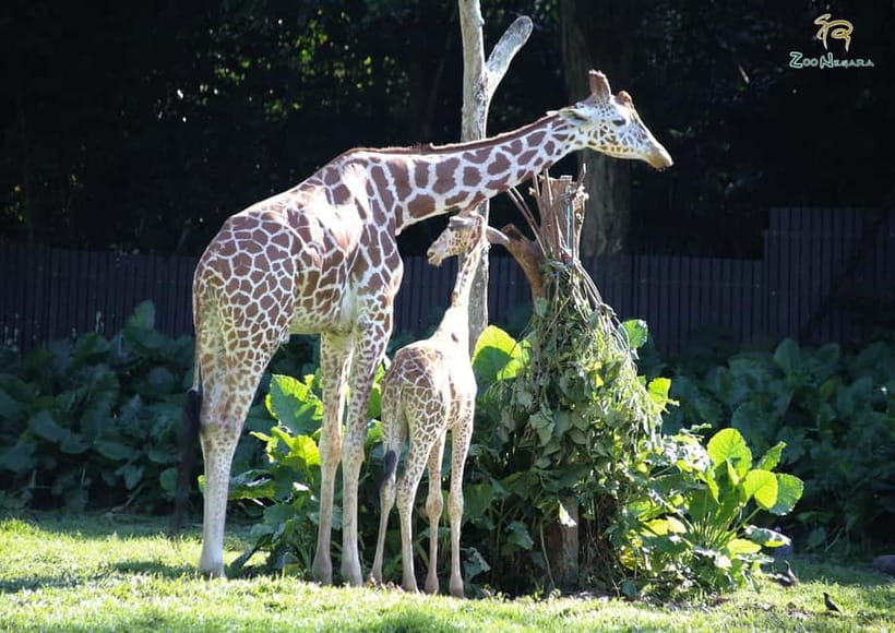 Selangor: Zoo Negara E-Ticket - Time the feeding sessions for weekends and holidays