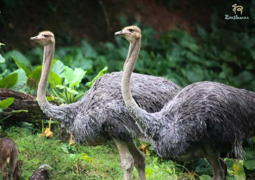 Selangor: Zoo Negara E-Ticket - What the $11 price really gets you
