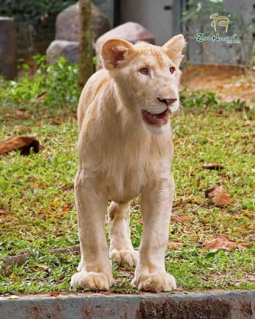 Selangor: Zoo Negara E-Ticket - Food, comfort, and practical planning