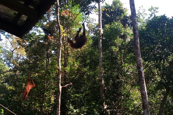 Semenggoh Orangutan Center & Sarawak Cultural Village - The dance performance is worth protecting
