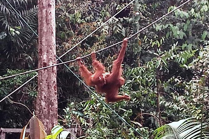 Semenggoh Orangutan Centre from Kuching - What the 9:00 AM feeding is really like