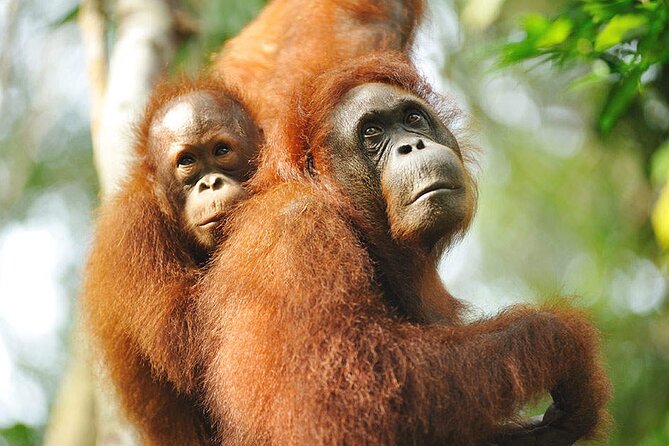 Semenggoh Wildlife Centre: Orangutan Discovery from Kuching - The orangutans you might see