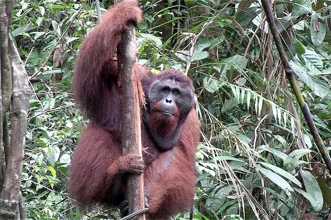 Semenggoh Wildlife Centre: Orangutan Discovery from Kuching - What a good guide adds