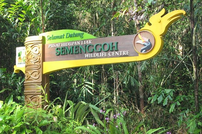 Semenggoh Wildlife Centre: Orangutan Discovery from Kuching - Is $69.96 good value?