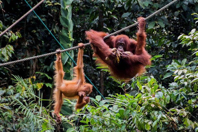 Semenggoh Wildlife Centre: Orangutan Discovery from Kuching - The chance of an empty feeding area