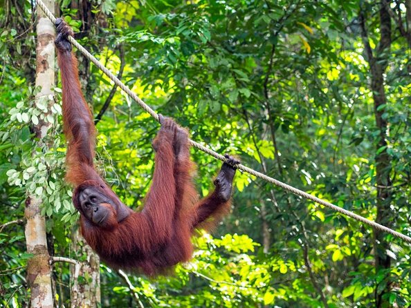 Semenggoh Wildlife Centre Tour: Discover Sarawak’s Orangutans - Key points to know before booking