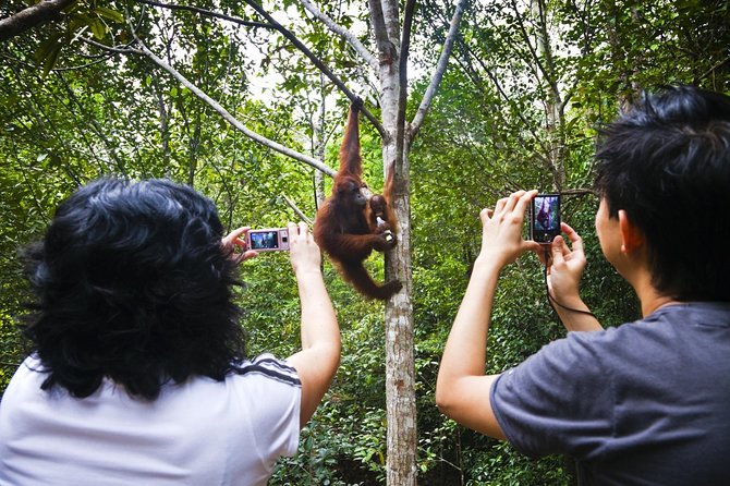 Semenggoh Wildlife Centre Tour: Discover Sarawak’s Orangutans - Why Semenggoh is more than an animal viewing stop