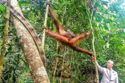 Semenggoh Wildlife Centre Tour: Discover Sarawak’s Orangutans