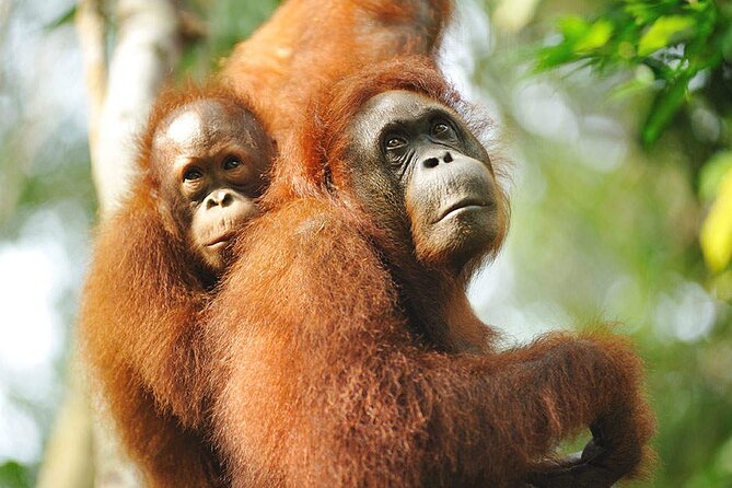 Semenggoh Wildlife Centre Tour: Discover Sarawak’s Orangutans - Feeding time is the main event