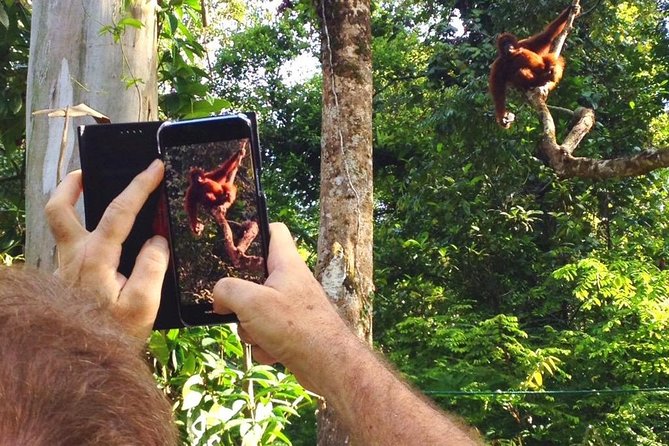 Semenggoh Wildlife Centre Tour: Discover Sarawak’s Orangutans - How the timing and season shape your visit