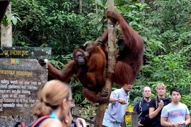 Semenggoh Wildlife Centre Tour: Discover Sarawak’s Orangutans - Who will get the most from this tour