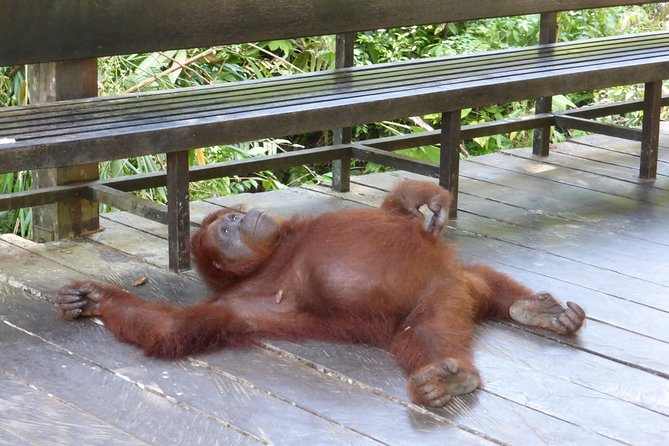 Semenggoh Wildlife Centre Tour: Discover Sarawak’s Orangutans - Small practical details that matter