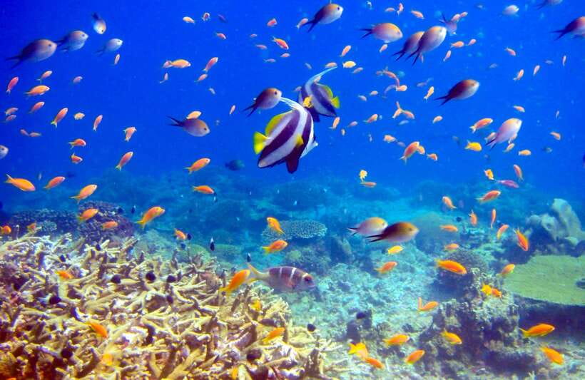 Semporna: Bohey 3 Islands Hike, Snorkel/Dive Tour with Lunch - Practical verdict on the $58 price