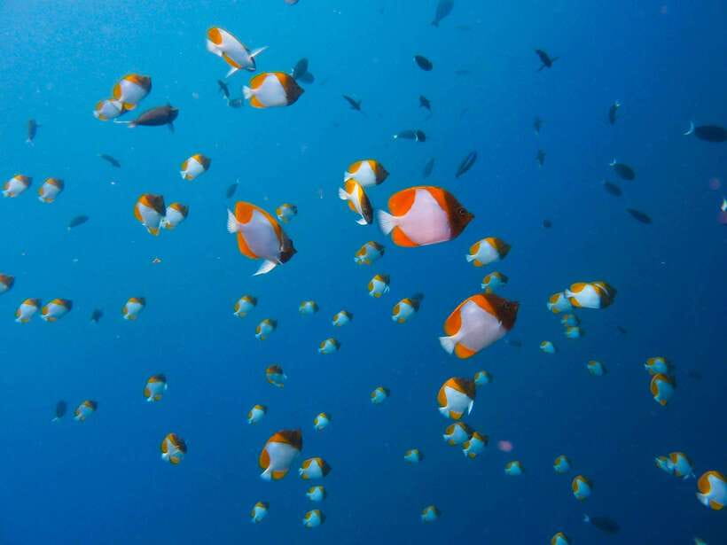 Semporna: Bohey 3 Islands Hike, Snorkel/Dive Tour with Lunch - Who will get the most from this tour