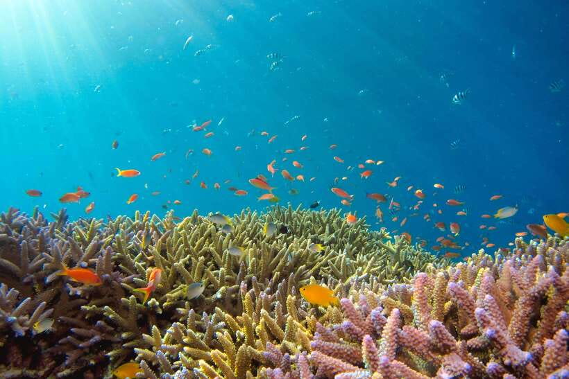 Semporna: Explore 3 Islands Tour Snorkel or Dive & Lunch - Pandanan: the final swim