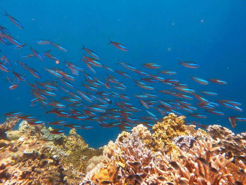 Semporna: Mabul and Kapalai Trip in Snorkel or Dive & Lunch - Snorkeling or Beginner Scuba: Which Should You Choose?