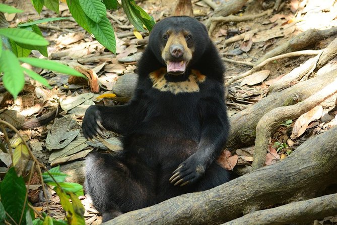 Sepilok Orang Utan & Bornean Sun Bear Centre with Sandakan City Tour with Lunch - Key points to know before booking