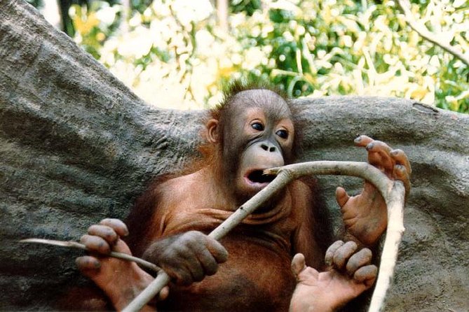 Sepilok Orang Utan & Bornean Sun Bear Centre with Sandakan City Tour with Lunch - Lunch is convenient, but drinks cost extra